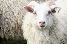 TFV Ewe 142K "Ingrid"