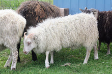 TFV Ewe 142K "Ingrid"