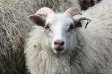 TFV Ewe 142K "Ingrid"