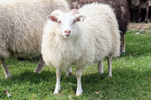TFV Ewe 142K "Ingrid"