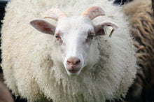 TFV Ewe 142K "Ingrid"