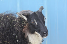 TFV Ewe 144K "Iyla"