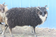 TFV Ewe 144K "Iyla"