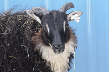 TFV Ewe 144K "Iyla"