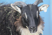 TFV Ewe 144K "Iyla"