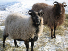 Icelandic Sheep Starter Flocks