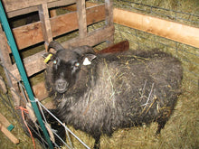 Icelandic Sheep Starter Flocks