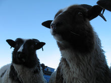 Icelandic Sheep Starter Flocks