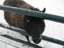 Icelandic Sheep Starter Flocks