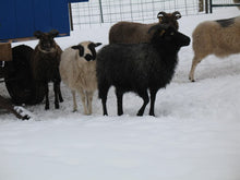 Icelandic Sheep Starter Flocks