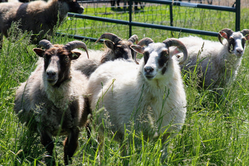 Icelandic Sheep Starter Flocks